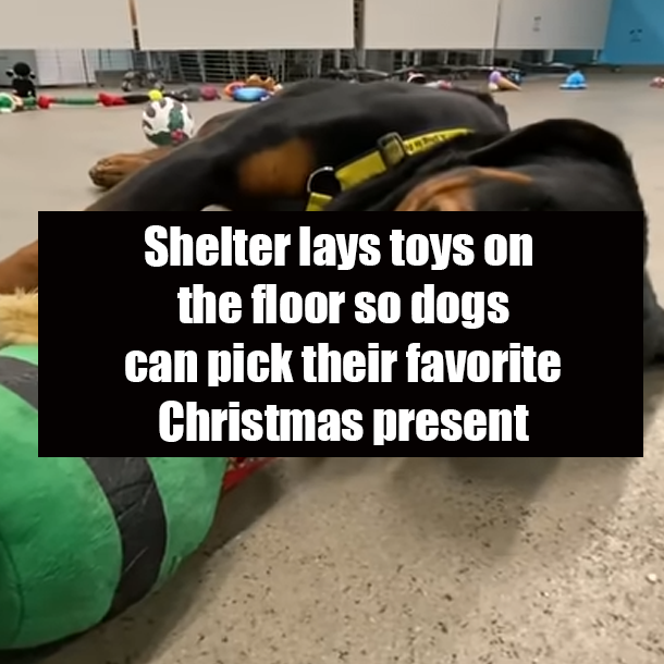Shelter lays toys on the floor so dogs can pick their favorite Christmas present