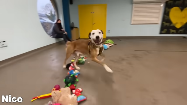 Shelter lays toys on the floor so dogs can pick their favorite Christmas present - picture 2