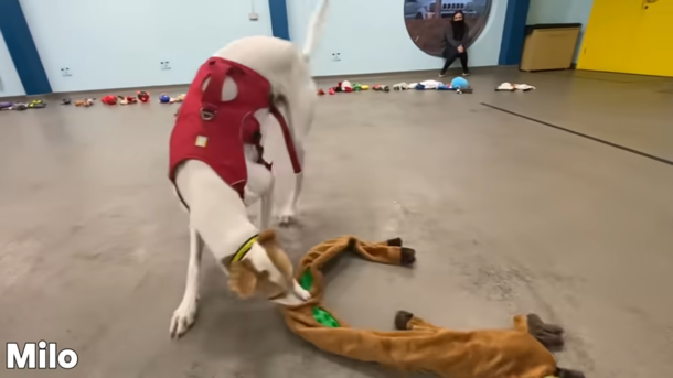 Shelter lays toys on the floor so dogs can pick their favorite Christmas present - picture 3