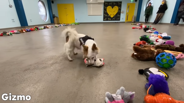 Shelter lays toys on the floor so dogs can pick their favorite Christmas present - picture 4