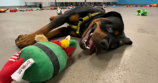 Shelter lays toys on the floor so dogs can pick their favorite Christmas present - picture 5