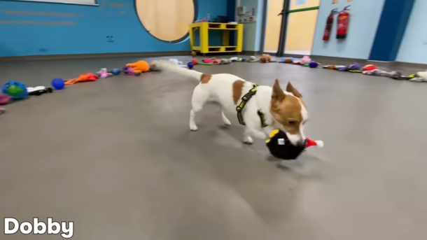 Shelter lays toys on the floor so dogs can pick their favorite Christmas present - picture 6