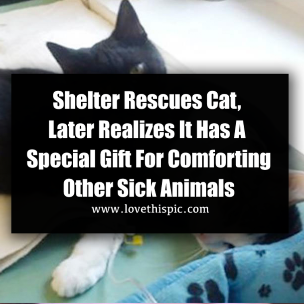 Shelter Rescues Cat, Later Realizes It Has A Special Gift For Comforting Other Sick Animals