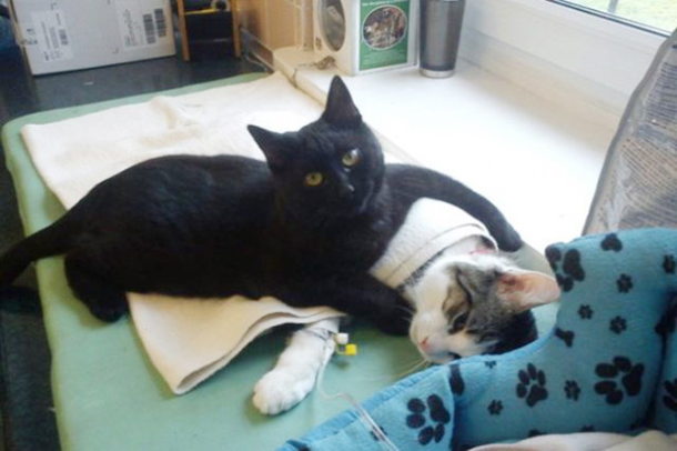 Shelter Rescues Cat, Later Realizes It Has A Special Gift For Comforting Other Sick Animals - picture 10
