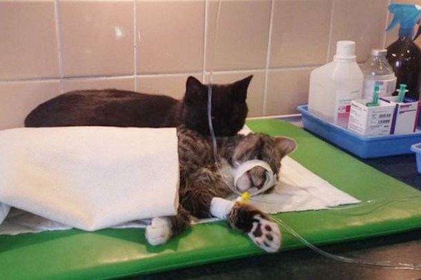 Shelter Rescues Cat, Later Realizes It Has A Special Gift For Comforting Other Sick Animals - picture 11