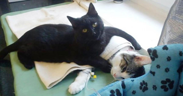 Shelter Rescues Cat, Later Realizes It Has A Special Gift For Comforting Other Sick Animals - picture 12