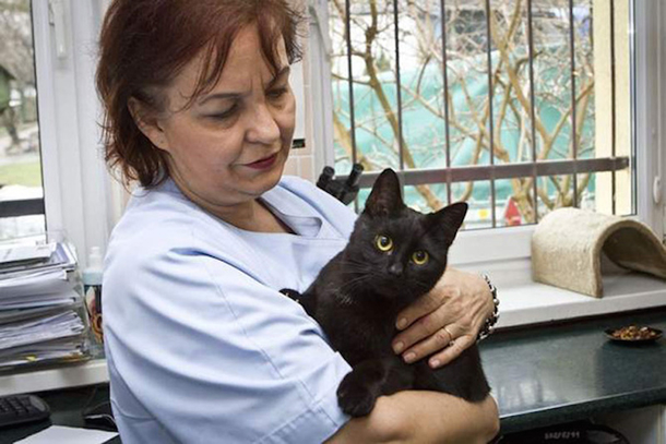 Shelter Rescues Cat, Later Realizes It Has A Special Gift For Comforting Other Sick Animals - picture 2
