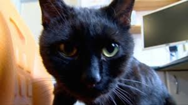 Shelter Rescues Cat, Later Realizes It Has A Special Gift For Comforting Other Sick Animals - picture 3