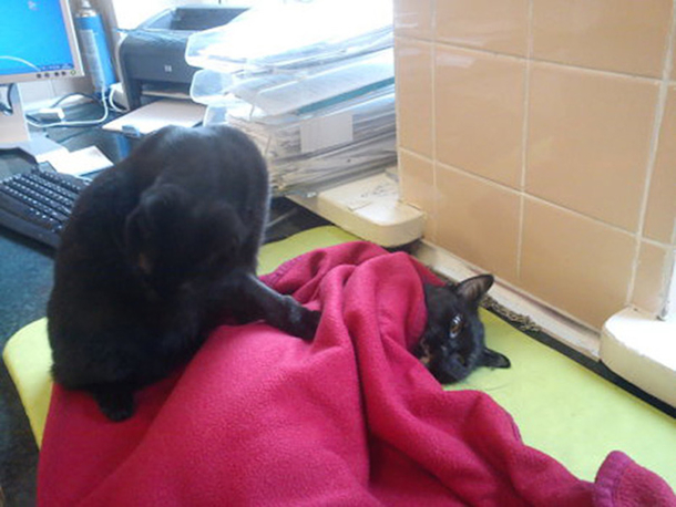 Shelter Rescues Cat, Later Realizes It Has A Special Gift For Comforting Other Sick Animals - picture 5