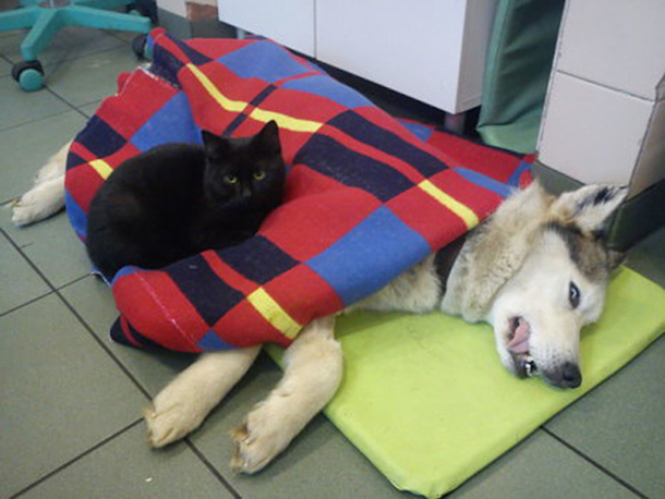 Shelter Rescues Cat, Later Realizes It Has A Special Gift For Comforting Other Sick Animals - picture 6