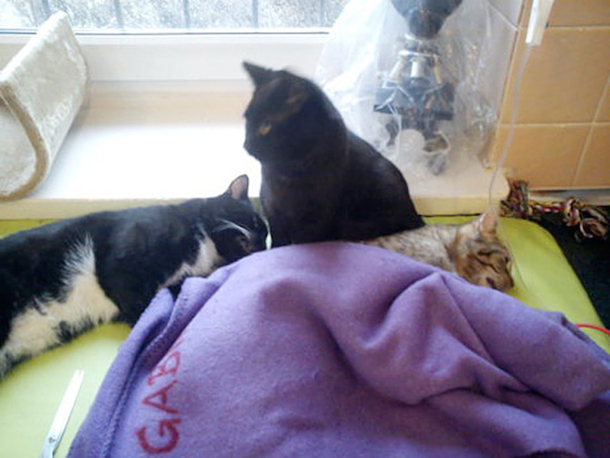 Shelter Rescues Cat, Later Realizes It Has A Special Gift For Comforting Other Sick Animals - picture 7