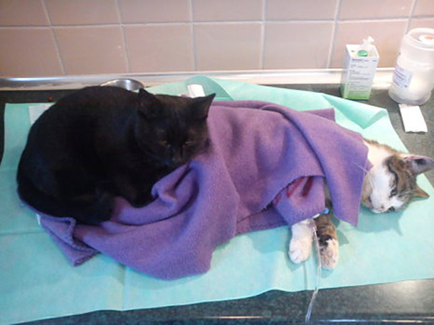 Shelter Rescues Cat, Later Realizes It Has A Special Gift For Comforting Other Sick Animals - picture 8
