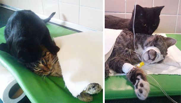Shelter Rescues Cat, Later Realizes It Has A Special Gift For Comforting Other Sick Animals - picture 9