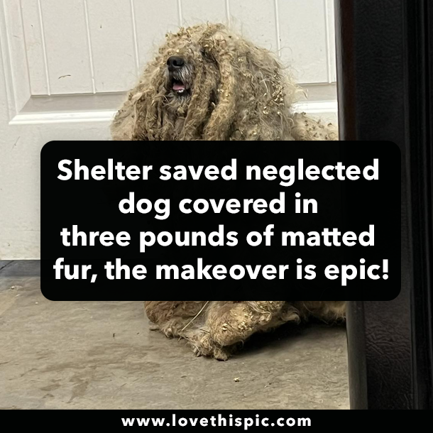 Shelter saved neglected dog covered in three pounds of matted fur, the makeover is epic!