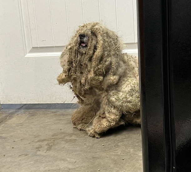 Shelter saved neglected dog covered in three pounds of matted fur, the makeover is epic! - picture 2