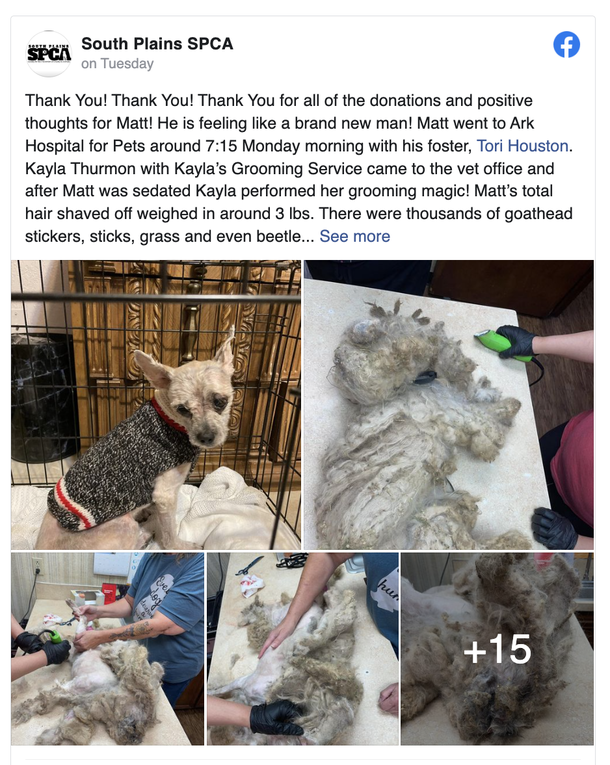 Shelter saved neglected dog covered in three pounds of matted fur, the makeover is epic! - picture 3