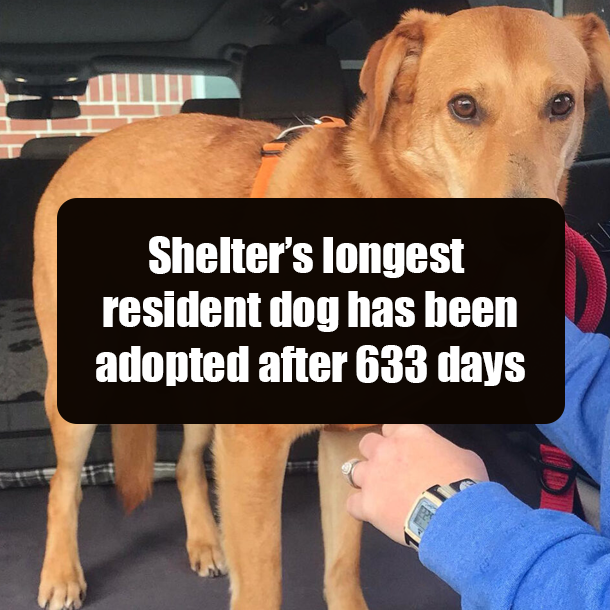 Shelter’s longest resident dog has been adopted after 633 days