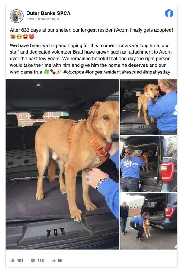 Shelter’s longest resident dog has been adopted after 633 days - picture 2