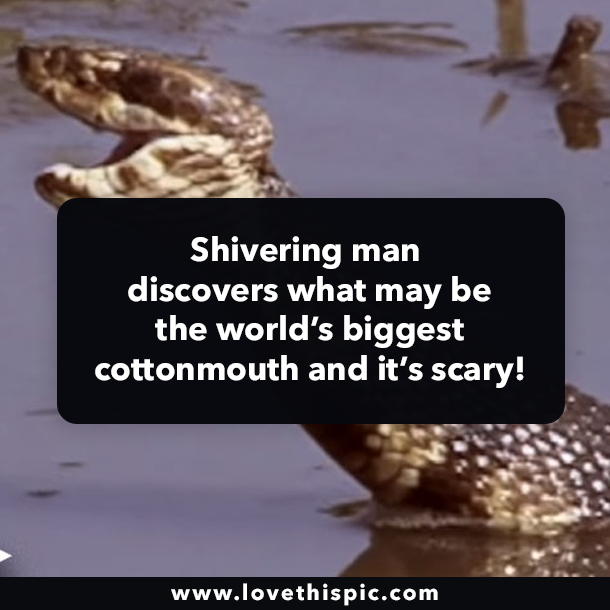 Shivering man discovers what may be the world’s biggest cottonmouth and it’s scary!
