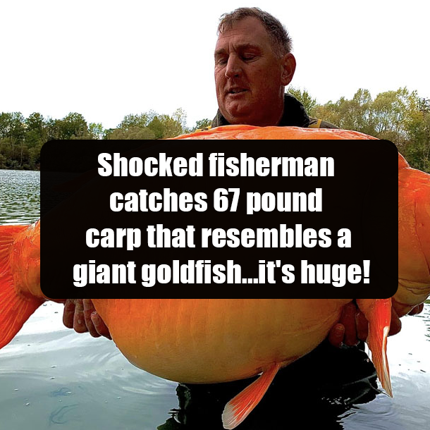 Shocked fisherman catches 67 pound carp that resembles a giant goldfish...it's huge!