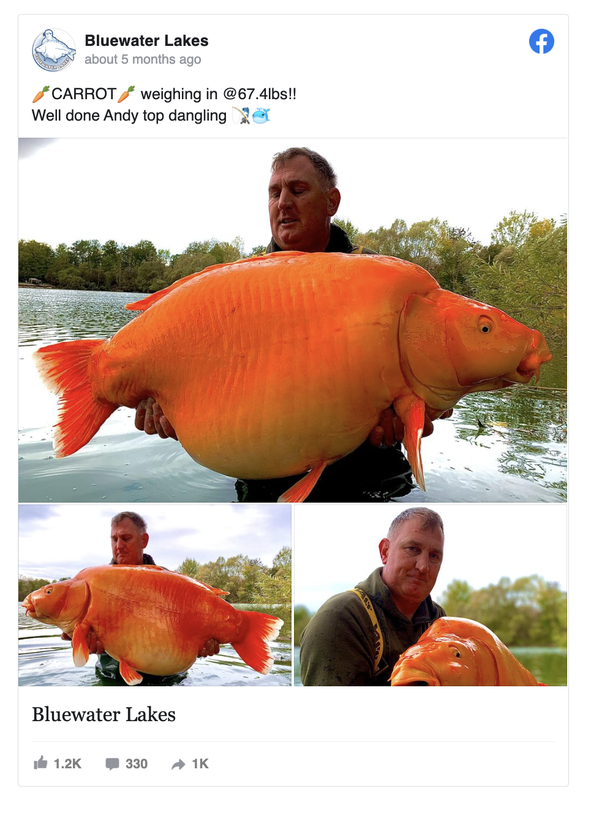 Shocked fisherman catches 67 pound carp that resembles a giant goldfish...it's huge! - picture 2