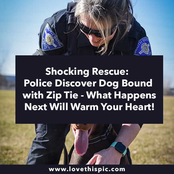 Shocking Rescue: Police Discover Dog Bound with Zip Tie - What Happens Next Will Warm Your Heart!
