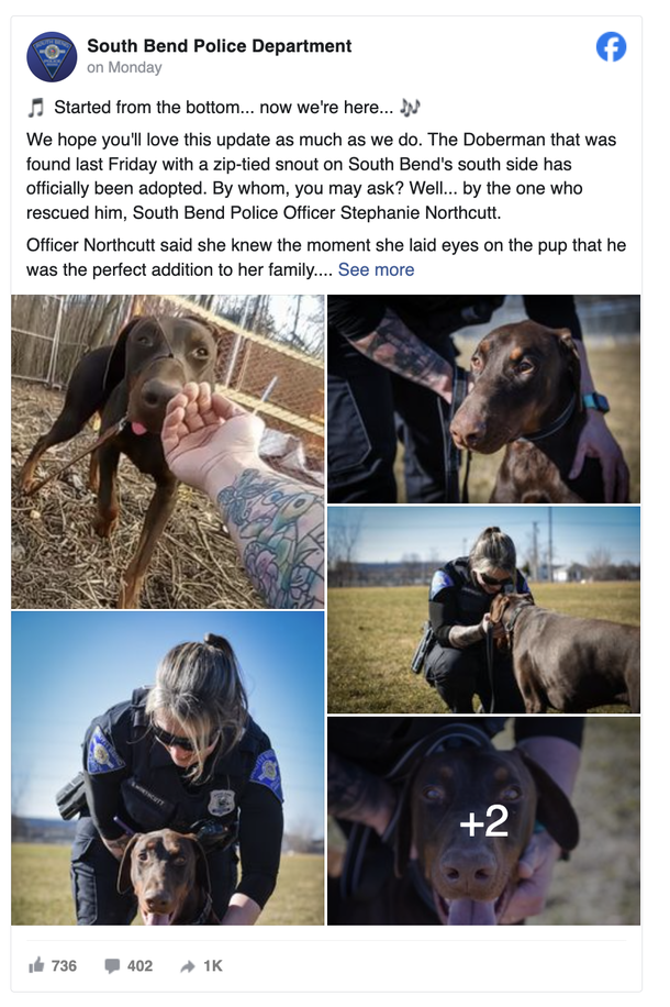 Shocking Rescue: Police Discover Dog Bound with Zip Tie - What Happens Next Will Warm Your Heart! - picture 2