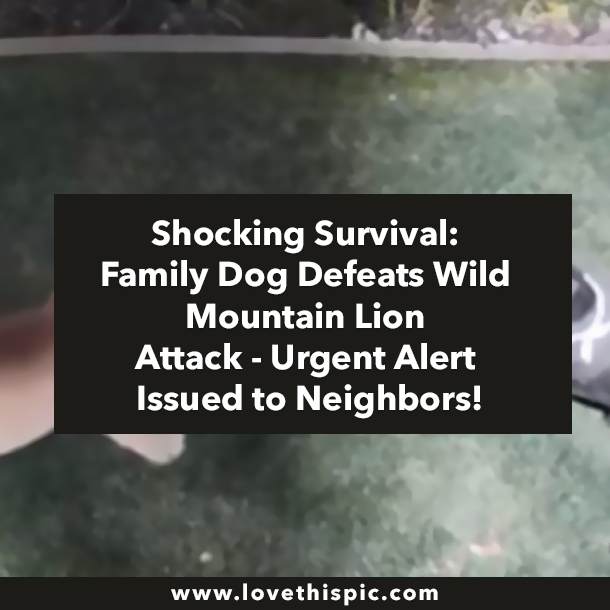 Shocking Survival: Family Dog Defeats Wild Mountain Lion Attack - Urgent Alert Issued to Neighbors!