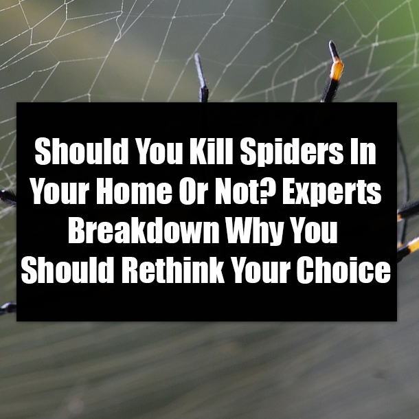 Should You Kill Spiders In Your Home Or Not? Experts Breakdown Why You Should Rethink Your Choice