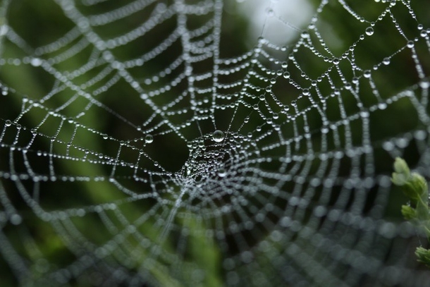 Should You Kill Spiders In Your Home Or Not? Experts Breakdown Why You Should Rethink Your Choice - picture 2