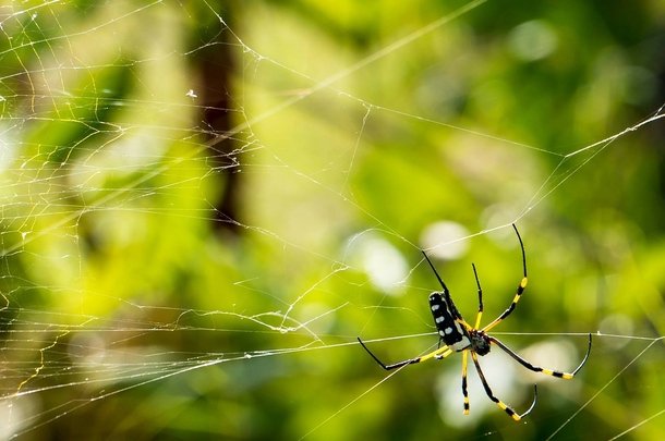 Should You Kill Spiders In Your Home Or Not? Experts Breakdown Why You Should Rethink Your Choice - picture 3