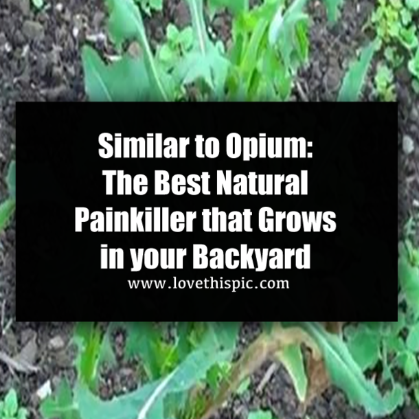 Similar to Opium: The Best Natural Painkiller that Grows in your Backyard
