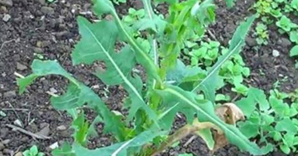 Similar to Opium: The Best Natural Painkiller that Grows in your Backyard - picture 2