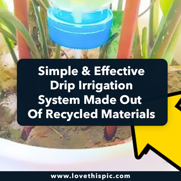 Simple & Effective Drip Irrigation System Made Out Of Recycled Materials