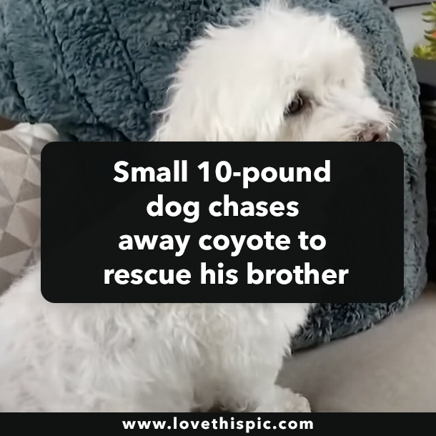 Small 10-pound dog chases away coyote to rescue his brother