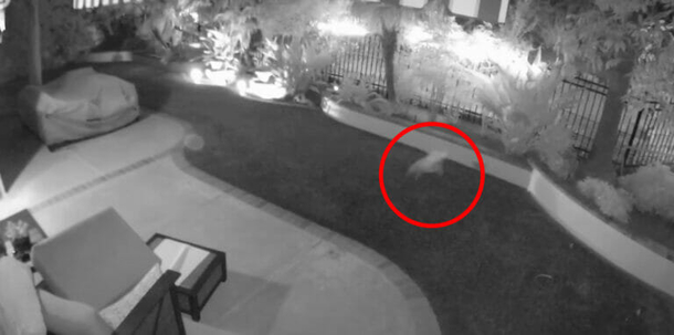 Small 10-pound dog chases away coyote to rescue his brother - picture 3