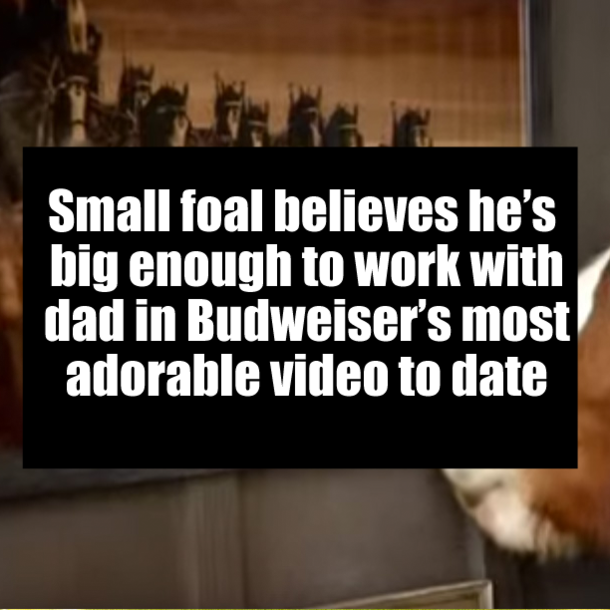 Small foal believes he’s big enough to work with dad in Budweiser’s most adorable video to date