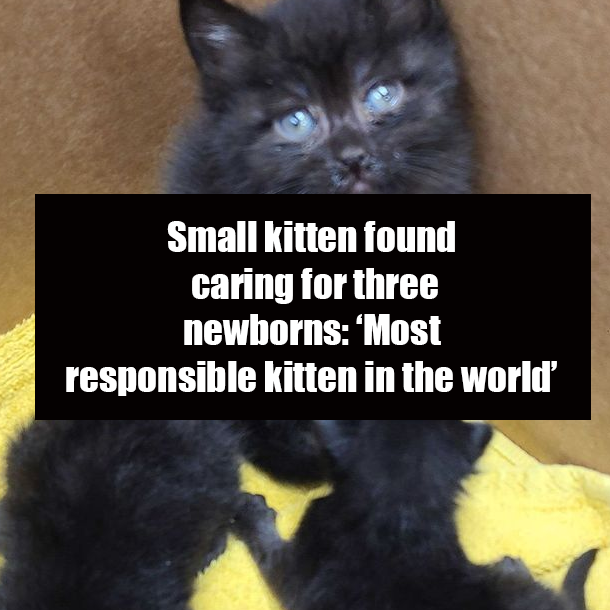 Small kitten found caring for three newborns: ‘Most responsible kitten in the world’
