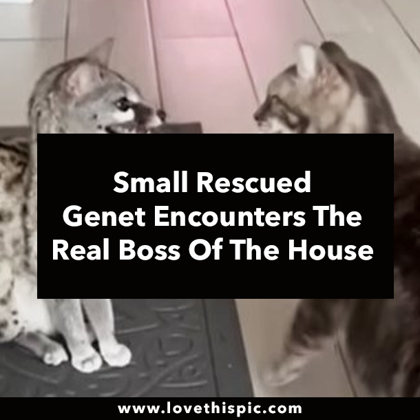 Small Rescued Genet Encounters The Real Boss Of The House
