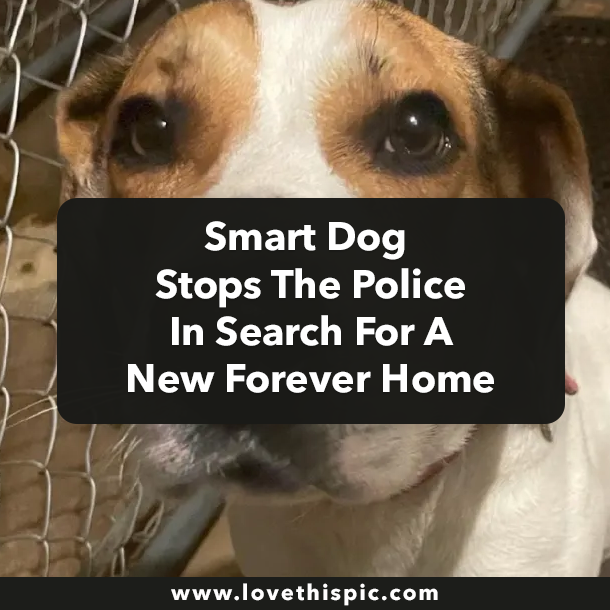 Smart Dog Stops The Police In Search For A New Forever Home