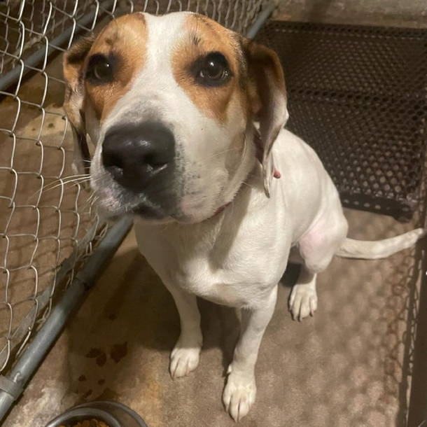Smart Dog Stops The Police In Search For A New Forever Home - picture 3