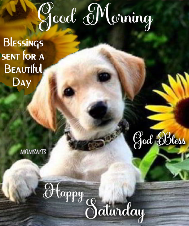 Smile and Relax: Happy Saturday Quotes To Brighten Your Day - picture 7