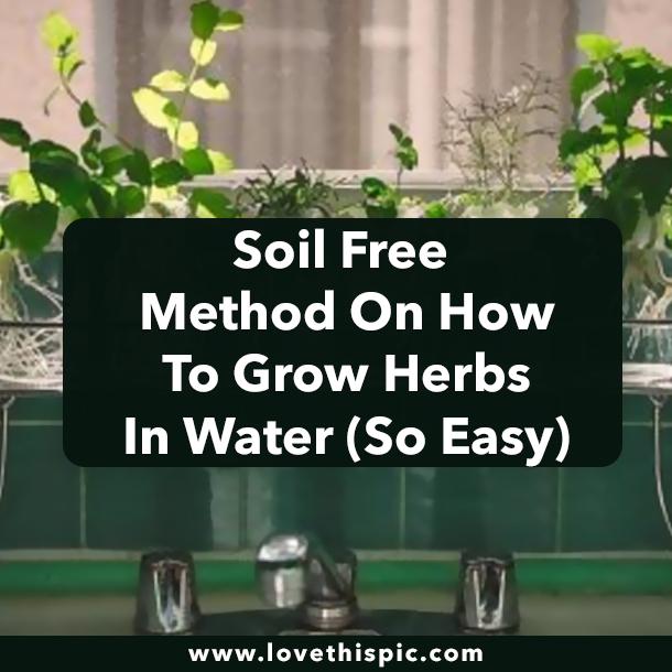 Soil Free Method On How To Grow Herbs In Water (So Easy)