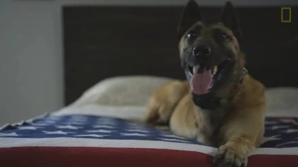 Soldier defies warnings about 'scary' dog and adopts her after she saved his life - picture 2