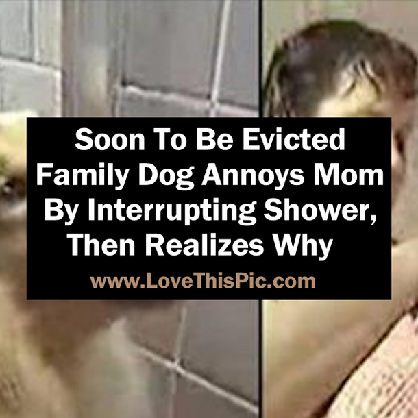 Soon To Be Evicted Family Dog Annoys Mom By Interrupting Shower, Then Realizes Why