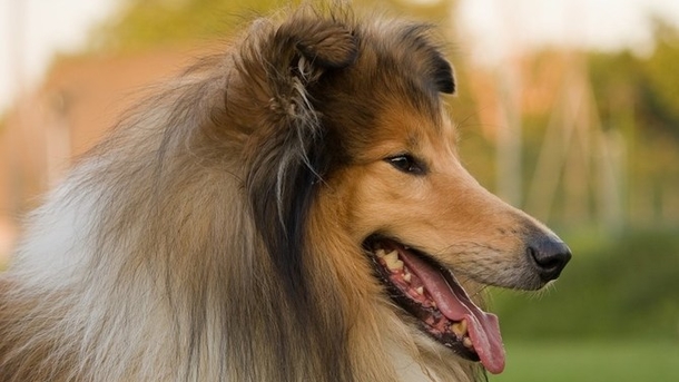 Soon To Be Evicted Family Dog Annoys Mom By Interrupting Shower, Then Realizes Why - picture 2