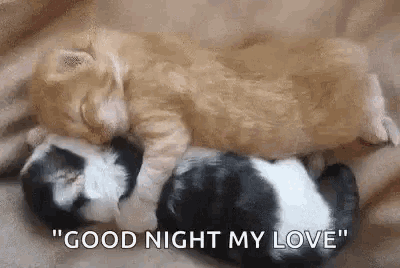 Special Good Night & Sweet Dreams Quotes For Couple In Love - picture 5