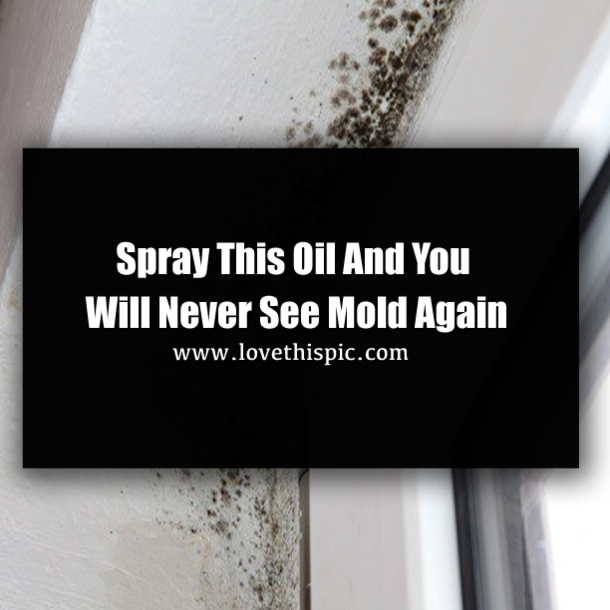 Spray This Oil And You Will Never See Mold Again