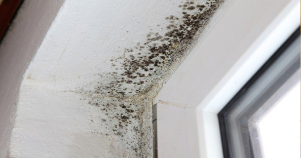 Spray This Oil And You Will Never See Mold Again - picture 2