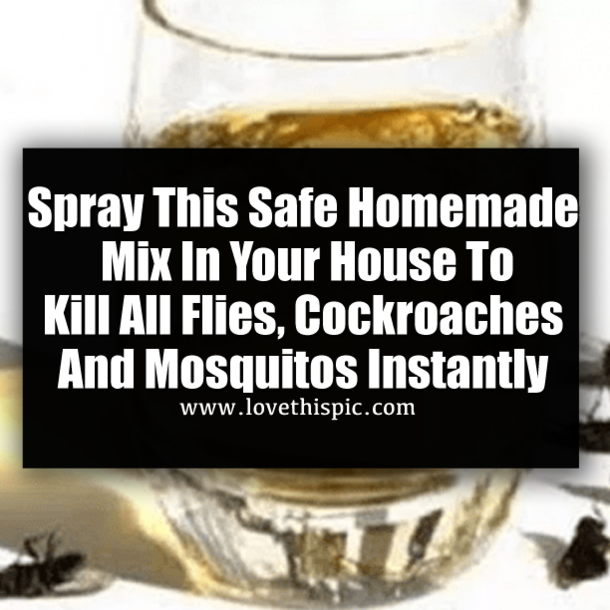 Spray This Safe Homemade Mix In Your House To Kill All Flies, Cockroaches And Mosquitos Instantly